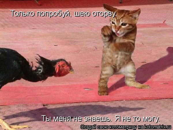 Только попробуй, шею оторву. Ты меня не знаешь. Я не то могу.... Котоматрица: Только попробуй, шею оторву. Ты меня не знаешь. Я не то могу.