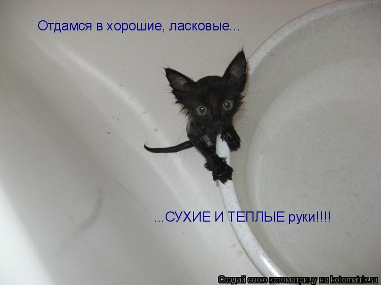 Отдамся в хорошие, ласковые... ...СУХИЕ И ТЕПЛЫЕ руки!!!!... Котоматрица: Отдамся в хорошие, ласковые... ...СУХИЕ И ТЕПЛЫЕ руки!!!!