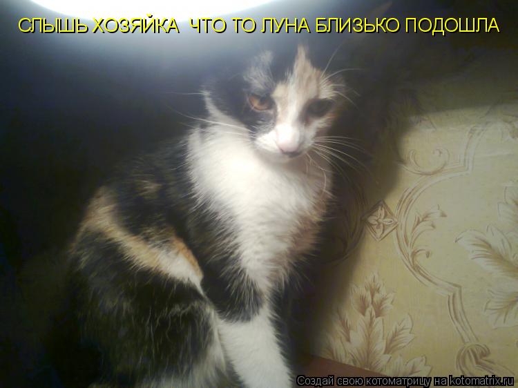 СЛЫШЬ ХОЗЯЙКА ЧТО ТО ЛУНА БЛИЗЬКО ПОДОШЛА... Котоматрица: СЛЫШЬ ХОЗЯЙКА ЧТО ТО ЛУНА БЛИЗЬКО ПОДОШЛА