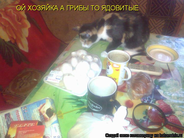 ОЙ ХОЗЯЙКА А ГРИБЫ ТО ЯДОВИТЫЕ... Котоматрица: ОЙ ХОЗЯЙКА А ГРИБЫ ТО ЯДОВИТЫЕ