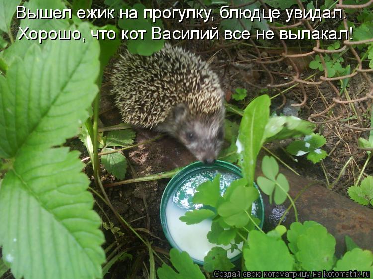 Вышел ежик на прогулку, блюдце увидал. Хорошо, что кот Василий все не вылакал!... Котоматрица: Вышел ежик на прогулку, блюдце увидал. Хорошо, что кот Василий все не вылакал!