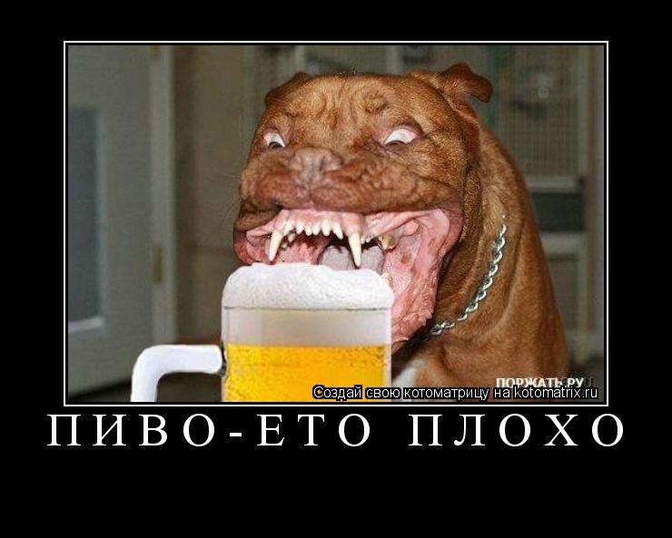 Котоматрица: ПИВО-ЕТО ПЛОХО 