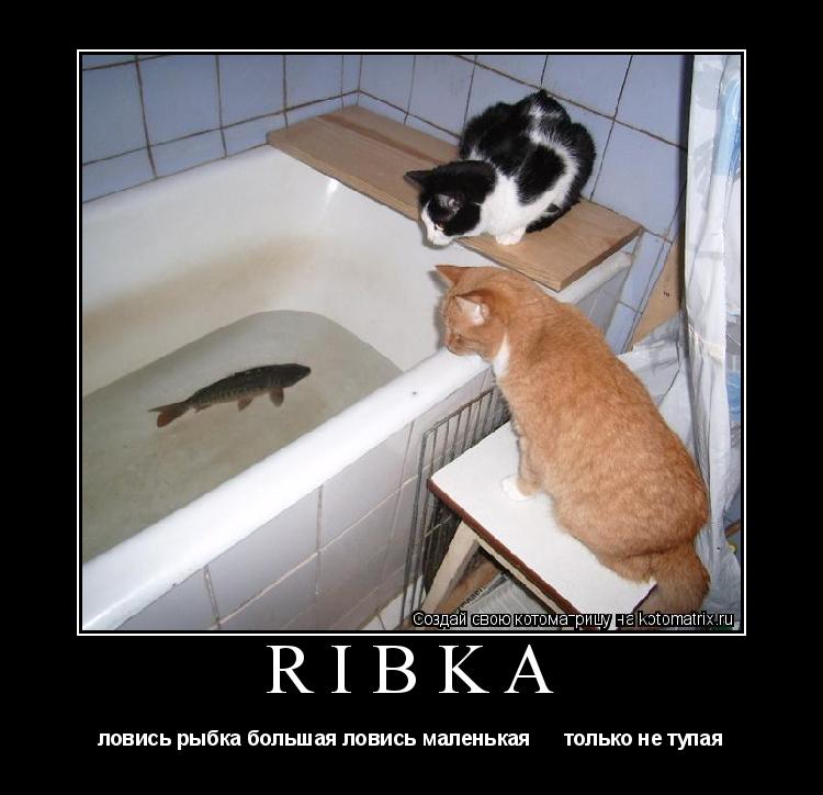 Котоматрица: RIBKA ловись рыбка большая ловись маленькая      только не тупая