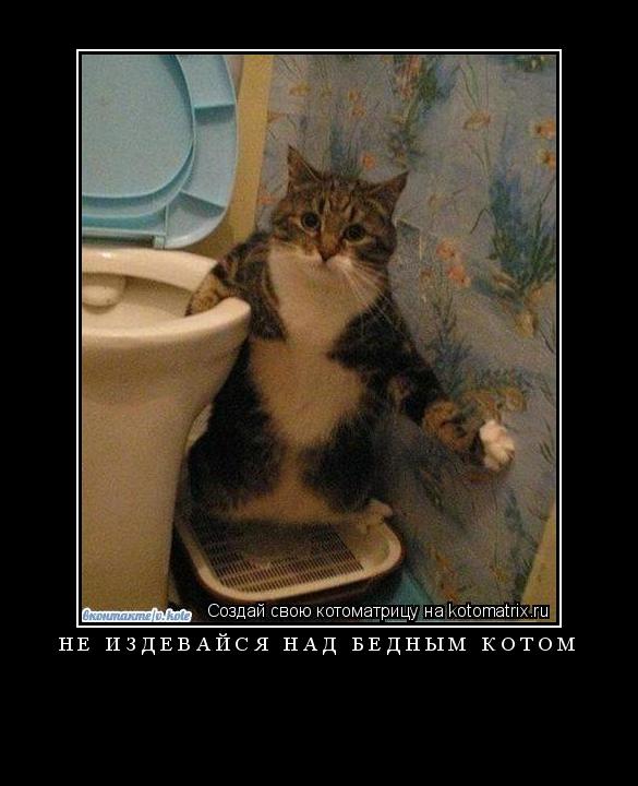 Котоматрица: не издевайся над бедным котом 