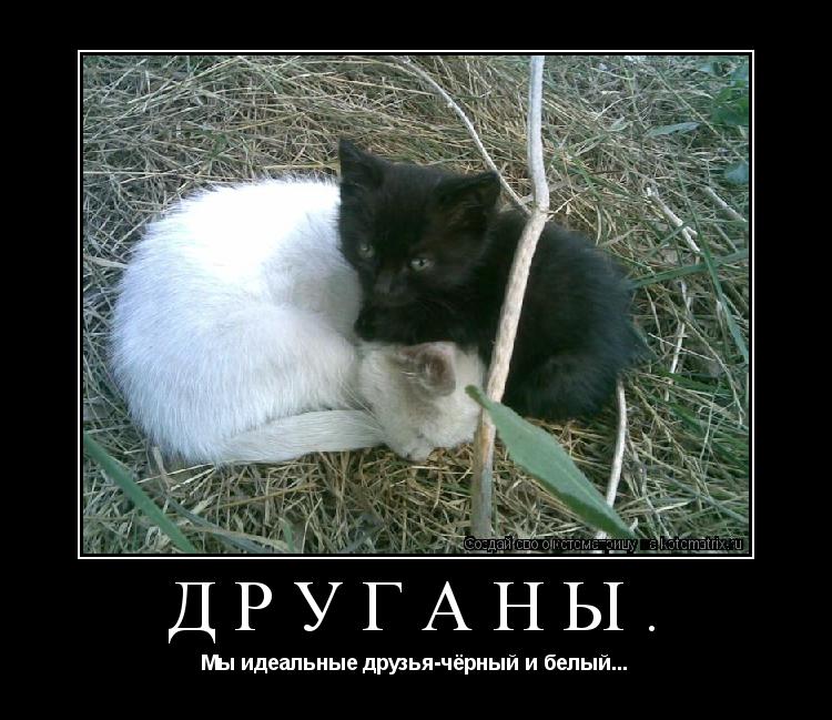 Котоматрица: Друганы. Мы идеальные друзья-чёрный и белый...