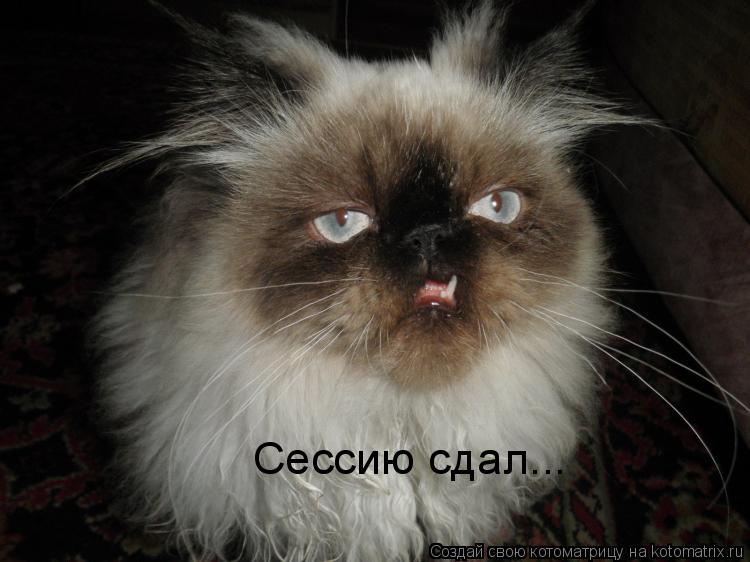 Сессию сдал...... Котоматрица: Сессию сдал...