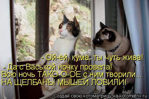 - Ой-ёй, кума, ты чуть жива! - Да с Васькой ночку провела! Всю ночь ТАКО-О-ОЕ с ним творили... НА ЩЕЛ... Котоматрица: - Ой-ёй, кума, ты чуть жива! - Да с Васькой ночку провела! Всю ночь ТАКО-О-ОЕ с ним творили... НА ЩЕЛБАНЫ МЫШЕЙ ЛОВИЛИ!