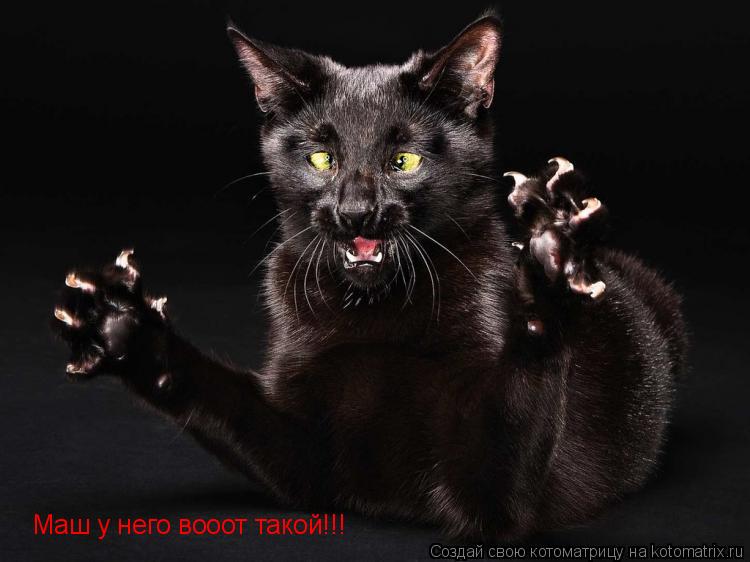 Маш у него вооот такой!!!... Котоматрица: Маш у него вооот такой!!!