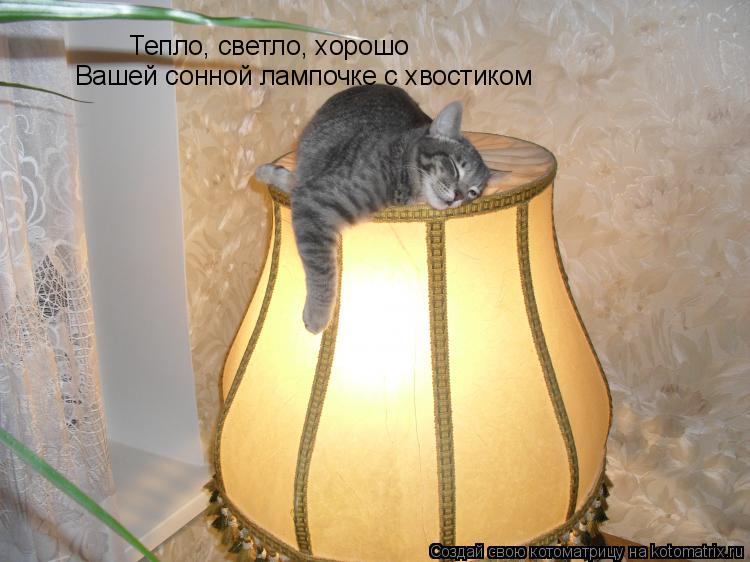 Тепло, светло, хорошо Вашей сонной лампочке с хвостиком... Котоматрица: Тепло, светло, хорошо Вашей сонной лампочке с хвостиком