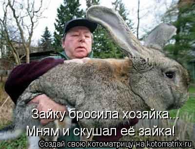 Зайку бросила хозяйка... Мням и скушал её зайка!... Котоматрица: Зайку бросила хозяйка... Мням и скушал её зайка!