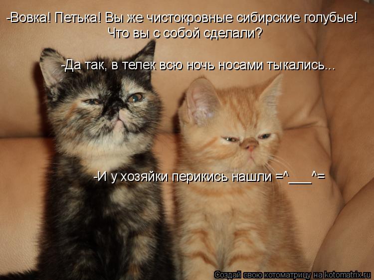 -Вовка! Петька! Вы же чистокровные сибирские голубые! Что вы с собой сделали? -Да так, в телек всю ... Котоматрица: -Вовка! Петька! Вы же чистокровные сибирские голубые! Что вы с собой сделали? -Да так, в телек всю ночь носами тыкались... -И у хозяйки перикис