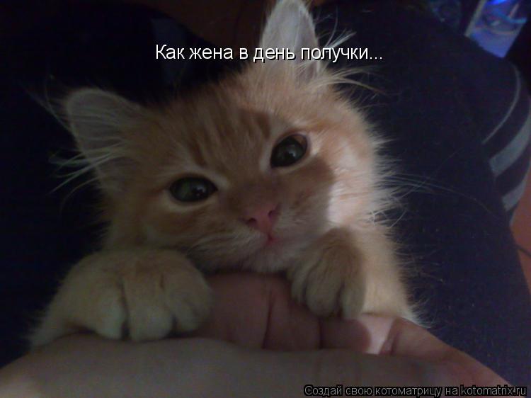 Как жена в день получки...... Котоматрица: Как жена в день получки...