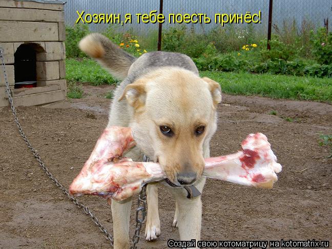 Хозяин,я тебе поесть принёс!... Котоматрица: Хозяин,я тебе поесть принёс!
