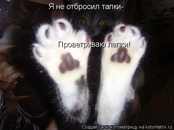 Котоматрица: Я не отбросил тапки- Проветриваю лапки!