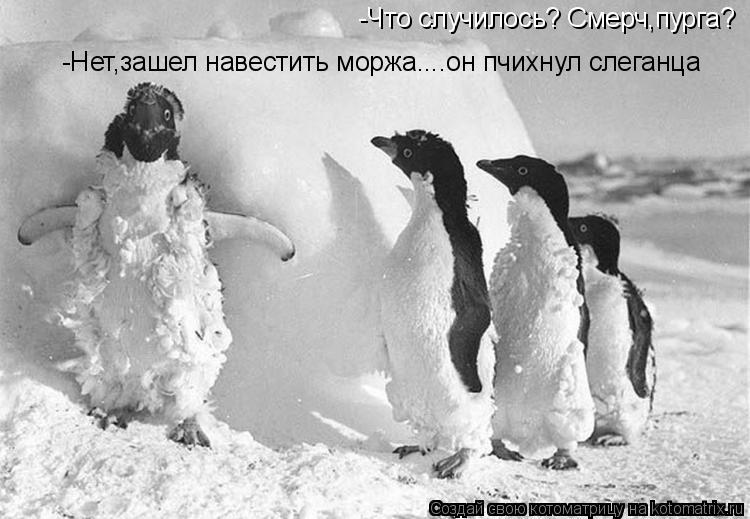 -Что случилось? Смерч,пурга? -Нет,зашел навестить моржа....он пчихнул слеганца... Котоматрица: -Что случилось? Смерч,пурга? -Нет,зашел навестить моржа....он пчихнул слеганца