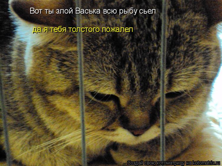 Котоматрица: Вот ты злой Васька всю рыбу сьел да я тебя толстого пожалел