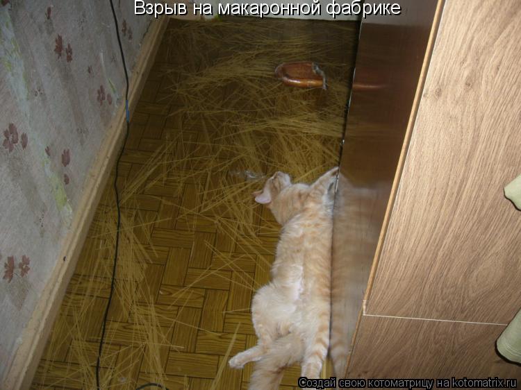 Взрыв на макаронной фабрике... Котоматрица: Взрыв на макаронной фабрике