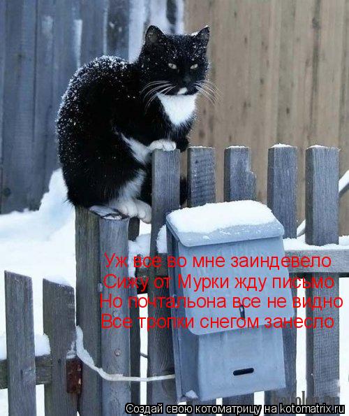 Котоматрица: Уж все во мне заиндевело Сижу от Мурки жду письмо Но почтальона все не видно Все тропки снегом занесло