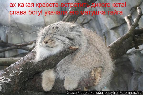 Котоматрица: ах какая красота-встретить дикого кота! слава богу! укачала его матушка тайга