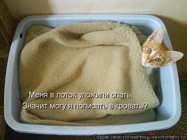 Котоматрица: Меня в лоток уложили спать, Значит могу я пописать в кровать?
