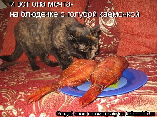 Котоматрица: и вот она мечта- на блюдечке с голубой каемочкой