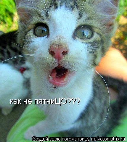 Котоматрица: как не пятниЦО???
