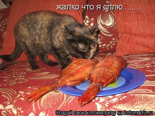 Котоматрица: жалко что я сплю........
