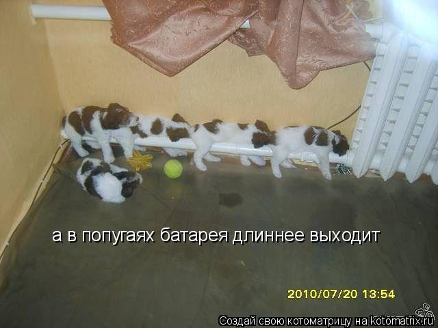 Котоматрица: а в попугаях батарея длиннее выходит