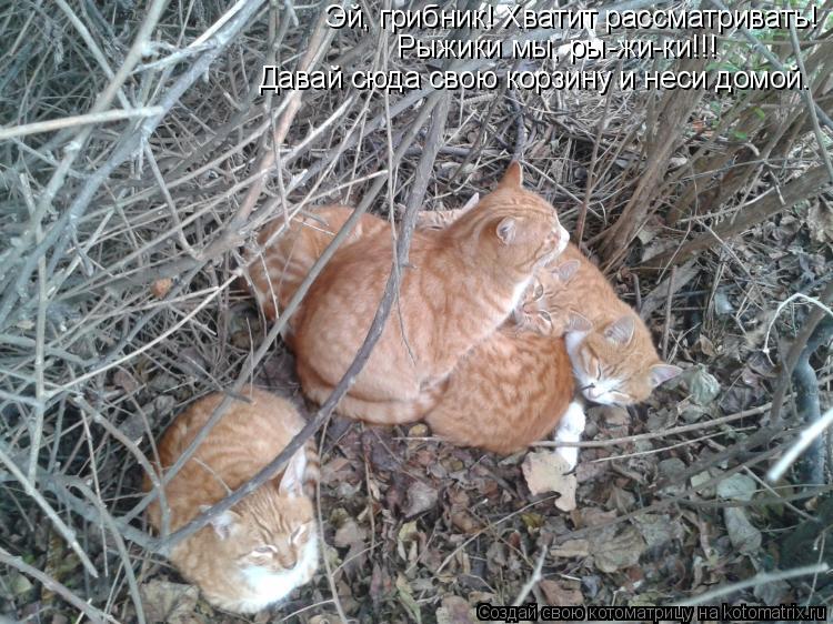 Котоматрица: Эй, грибник! Хватит рассматривать!  Рыжики мы, ры-жи-ки!!! Давай сюда свою корзину и неси домой.