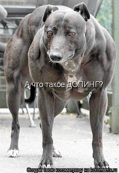 Котоматрица: А что такое ДОПИНГ?