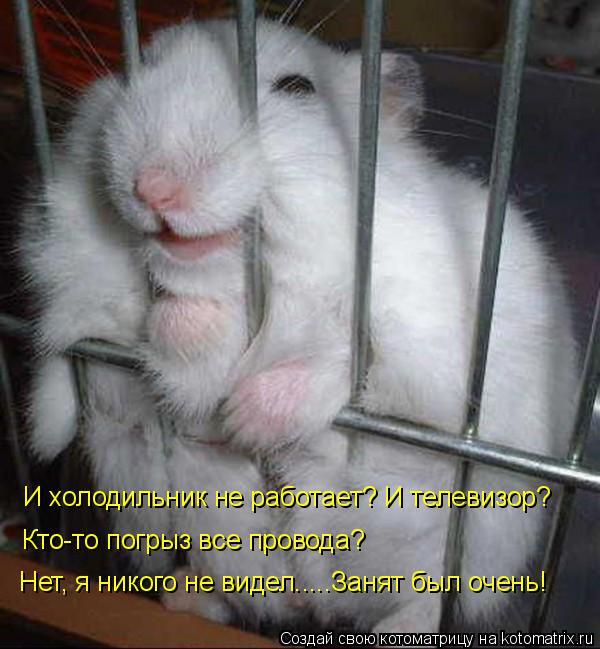 И холодильник не работает? И телевизор? Кто-то погрыз все провода? Нет, я никого не видел.....Занят... Котоматрица: И холодильник не работает? И телевизор? Кто-то погрыз все провода? Нет, я никого не видел.....Занят был очень!