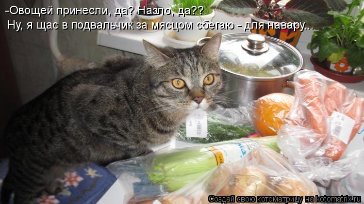 Котоматрица: -Овощей принесли, да? Назло, да??  Ну, я щас в подвальчик за мясцом сбегаю - для навару...