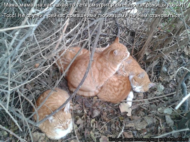 Котоматрица: -Мама,мама, на нас какая-то тётя смотрит и смешно так рожицы корчит! -Тссс! Не спугни - сейчас домашними любимцами начнем становиться...