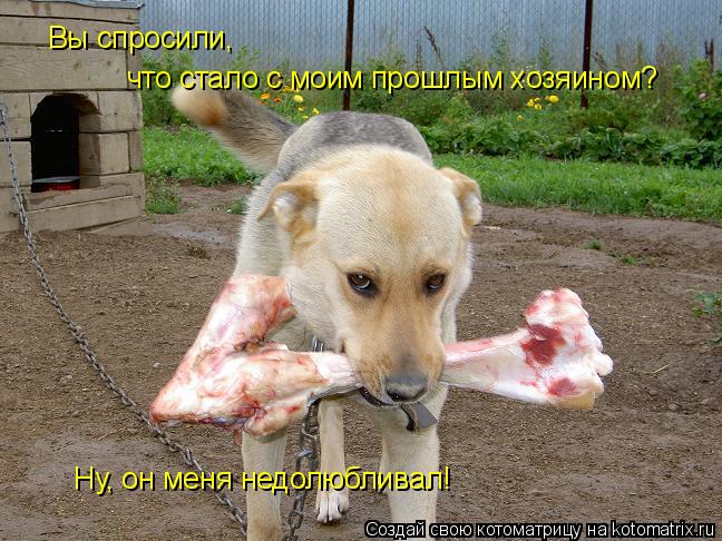 Котоматрица: Вы спросили, что стало с моим прошлым хозяином? Вы спросили,  что стало с моим прошлым хозяином? Ну, он меня недолюбливал!