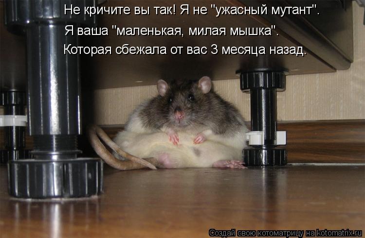 Котоматрица: Я ваша "маленькая, милая мышка". Которая сбежала от вас 3 месяца назад. Не кричите вы так! Я не "ужасный мутант".