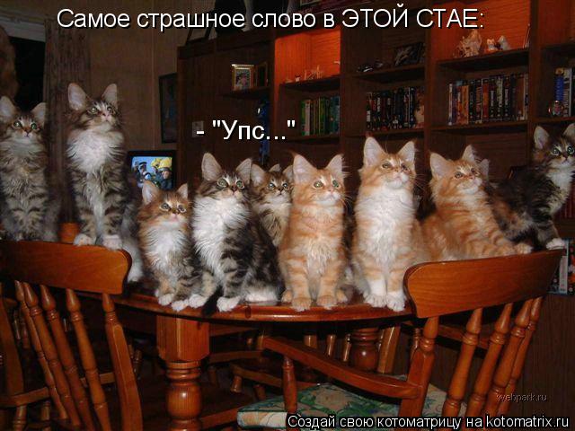 Котоматрица: Самое страшное слово в ЭТОЙ СТАЕ:    - "Упс..."