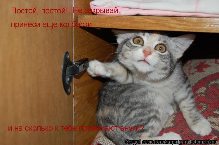 Котоматрица: Постой, постой! Не закрывай , принеси ещё колбаски и на сколько к тебе приезжают внуки?