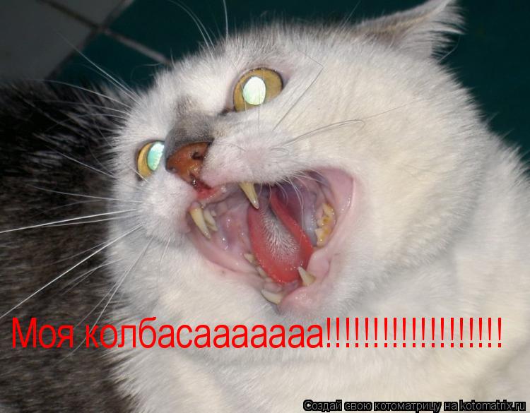 Котоматрица: Моя колбасааааааа!!!!!!!!!!!!!!!!!!!