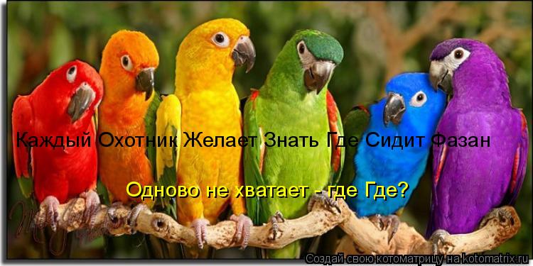 Котоматрица: Каждый Охотник Желает Знать Где Сидит Фазан Одново не хватает - где Где?