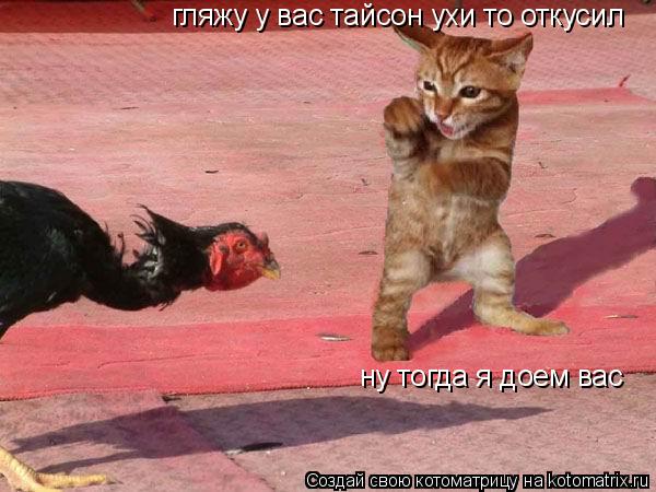 Котоматрица: ну тогда я доем вас гляжу у вас тайсон ухи то откусил