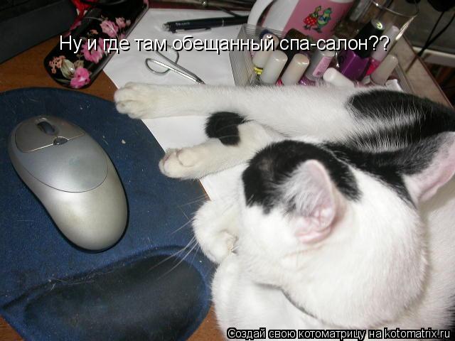 Котоматрица: Ну и где там обещанный спа-салон??