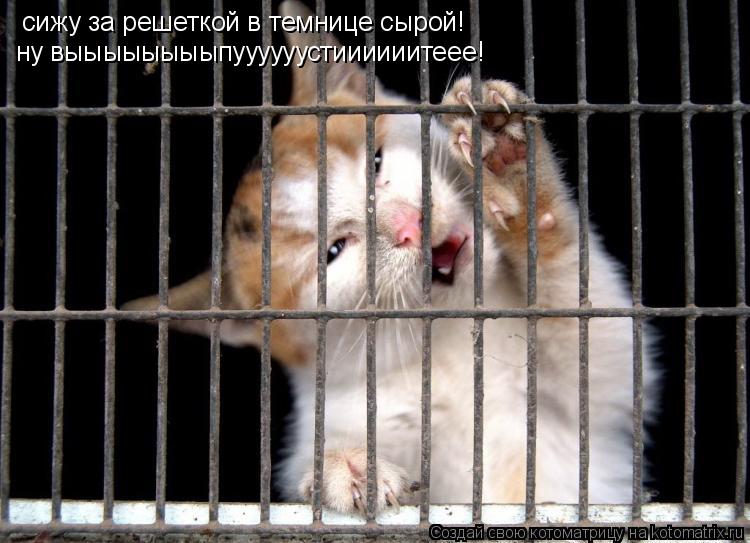 Котоматрица: сижу за решеткой в темнице сырой! ну выыыыыыыыпуууууустиииииитеее!