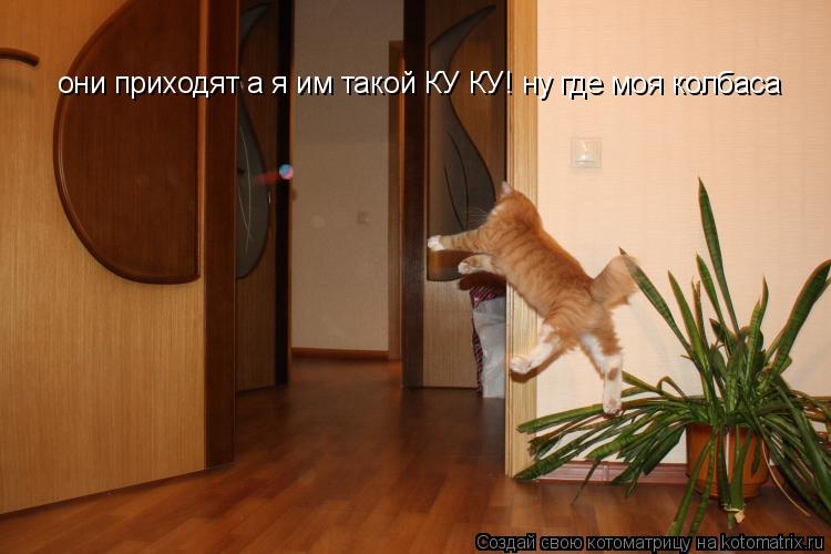Котоматрица: они приходят а я им такой КУ КУ! ну где моя колбаса