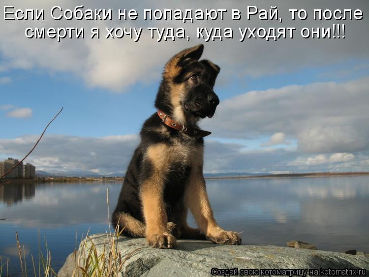 Котоматрица: Если Собаки не попадают в Рай, то после  смерти я хочу туда, куда уходят они!!!