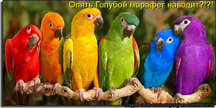 Котоматрица: Опять Голубой марафет наводит?!?!