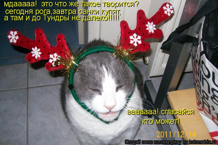 Котоматрица: мдааааа!  это что же такое творится?  сегодня рога,завтра санки купят, а там и до Тундры не далеко!!!!! ааааааа! спасайся  кто может!