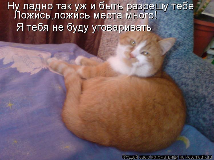 Котоматрица: Ложись,ложись места много! Ну ладно так уж и быть разрешу тебе Я тебя не буду уговаривать