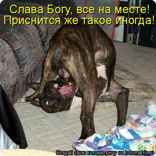 Котоматрица: Слава Богу, все на месте! Приснится же такое иногда!!!