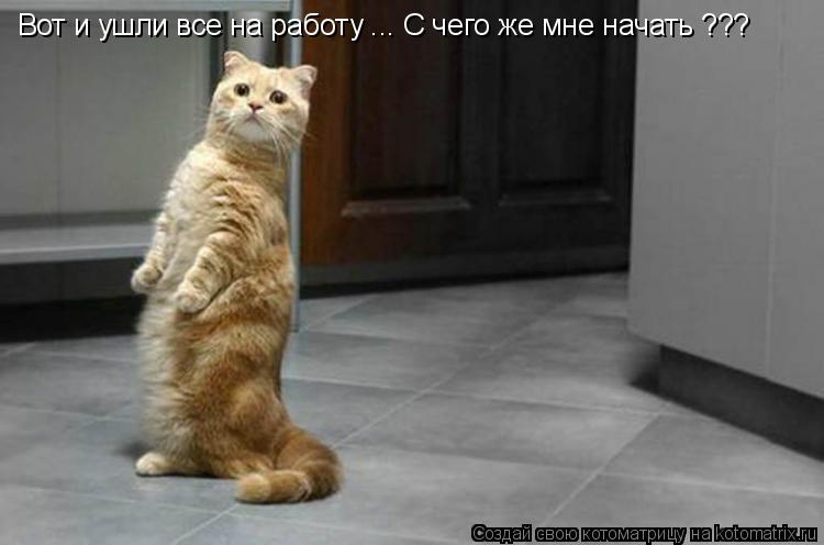 Котоматрица: Вот и ушли все на работу ... С чего же мне начать ???