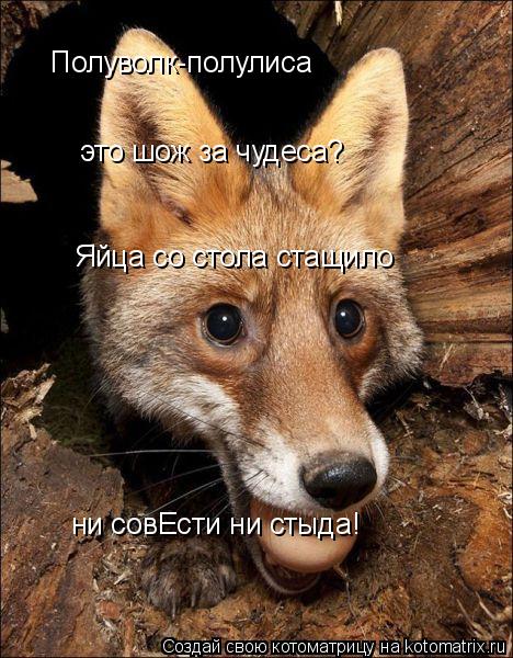 Котоматрица: Полуволк-полулиса   это шож за чудеса? Яйца со стола стащило  ни совЕсти ни стыда!